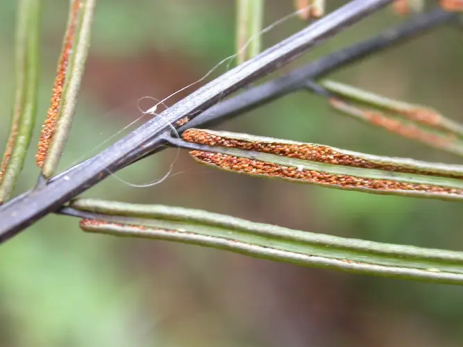 Plagiogyria japonica