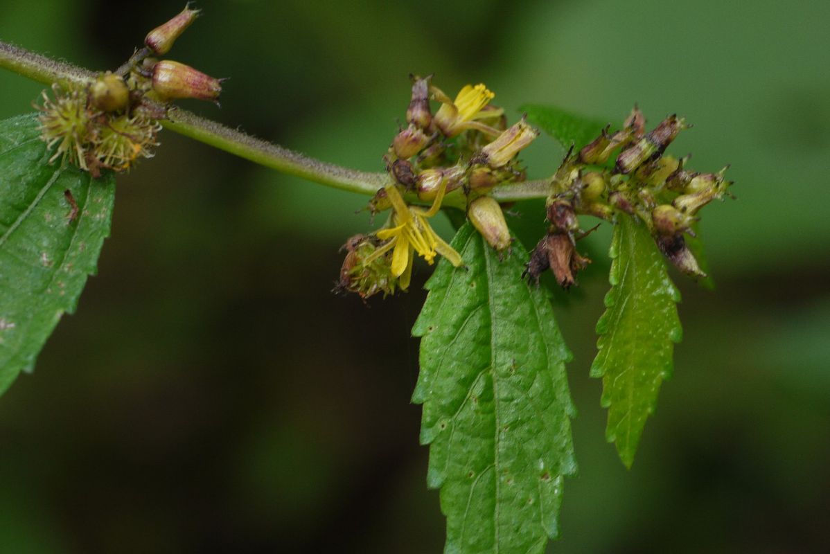 Benefits of Hairy burr-bush: The Untapped Potential of a Lesser-Known Plant