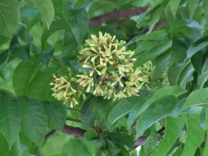 What is the Optimal Temperature for Chittagong wood? (Range, Effects ...