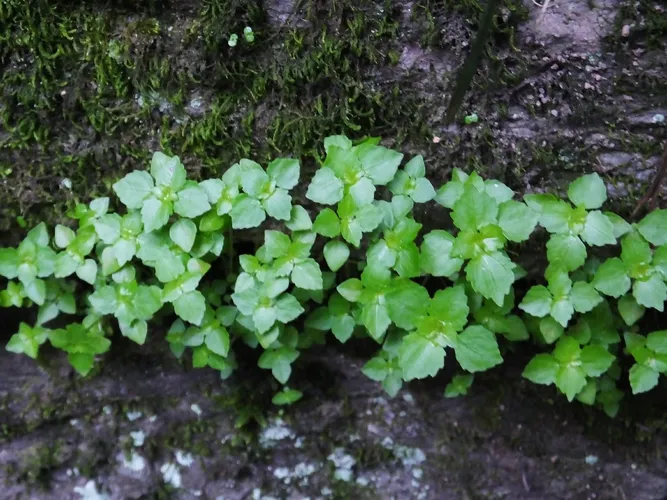 Kanonierblumen - Pilea (Taxonomie, Merkmale, Verbreitung, Bilder)