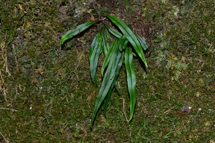 Lepisorus thunbergianus