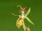 Eriolaena spectabilis