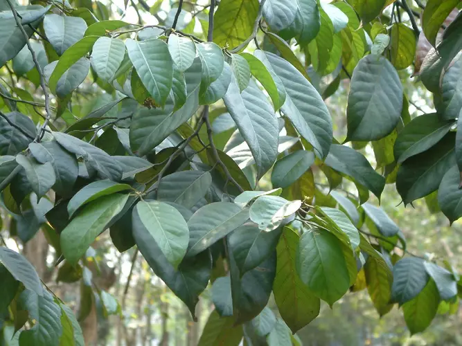 Hopea hainanensis