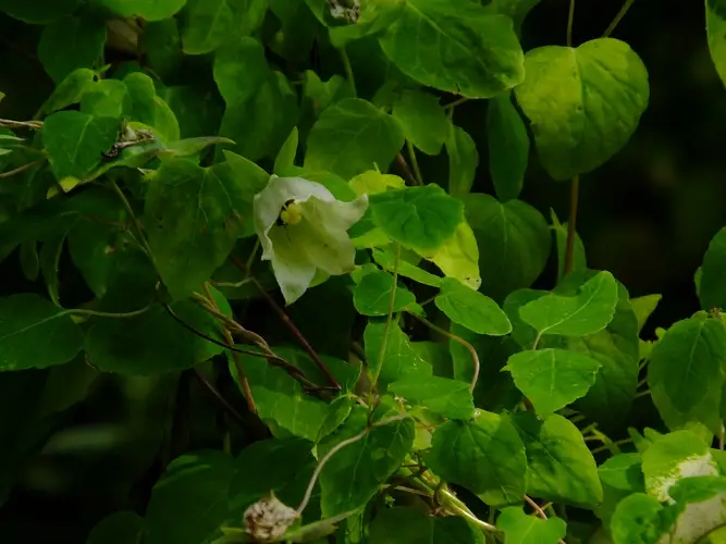 Codonopsis pilosula subsp. tangshen
