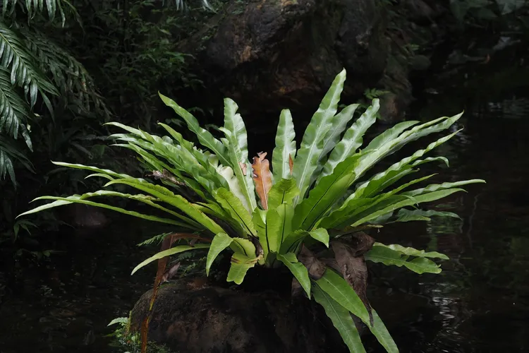 シマオオタニワタリ（島大谷渡） (ケア, 特徴, 象徴, 画像)