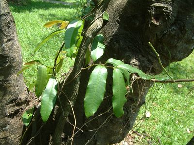 Bousigonia PictureThis