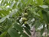 Pokok walnut Manchurian