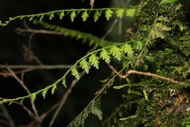 ツルホラゴケ (Vandenboschia auriculata) - PictureThis