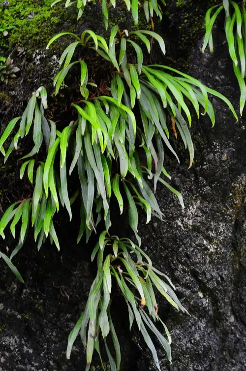 Lineate-leaf felt fern