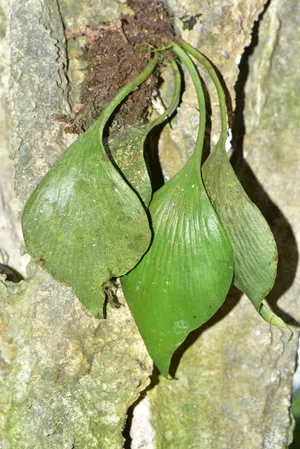 タキミシダ (Antrophyum obovatum) - PictureThis