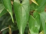 Dioscorea japonica