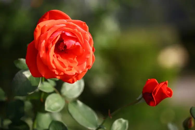 The most effective methods for successfully cultivating roses indoors throughout all four seasons. - Conclusion