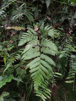 How to Grow and Care for Comb ferns
