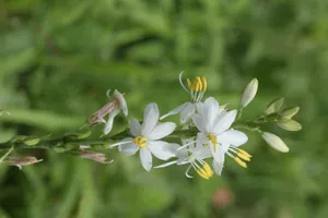 白サギ草を植え替えるには？（理想的な時期、方法、その後の世話）
