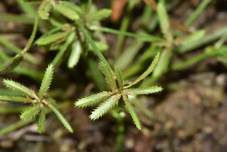 Cyperus compressus