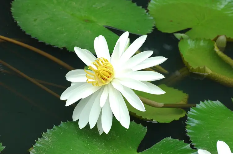 White egyptian lotus