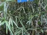 Buddhas-bauch-bambus - Bambusa tuldoides (Pflege, Merkmale, Invasiv, Bilder)