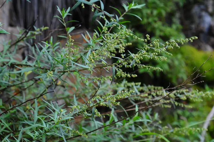 Artemisia dubia