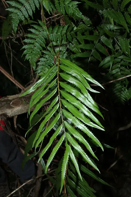 Plenasium banksiifolium
