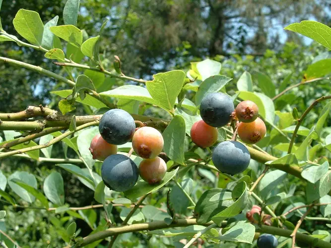 How to Plant and Grow Highbush blueberry(Vaccinium corymbosum)