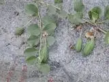 Caper bush