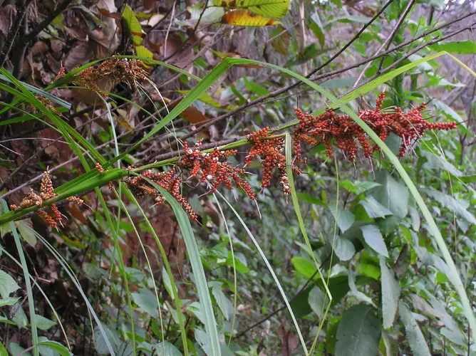Carex baccans