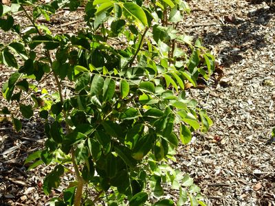 Cómo cultivar y cuidar una Balché