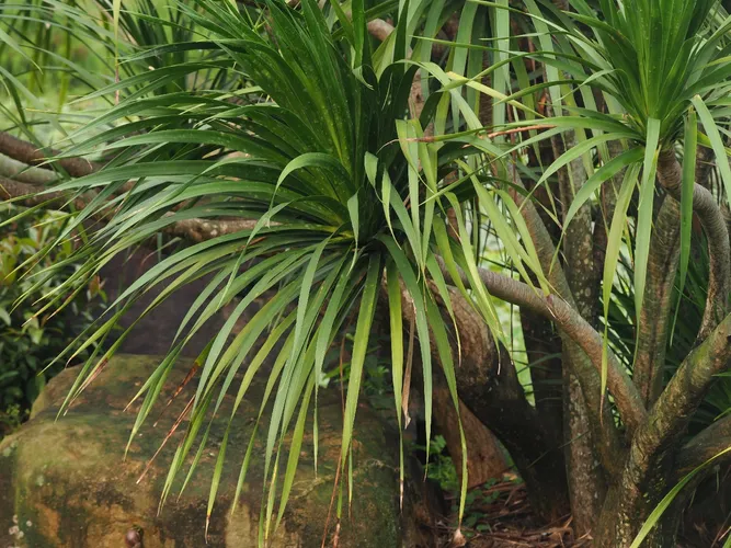 Cambodian dragon tree (Dracaena cambodiana) - PictureThis