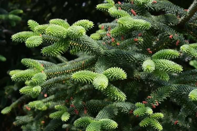 Abies pinsapo (ケア, 特徴, 分布, 画像)