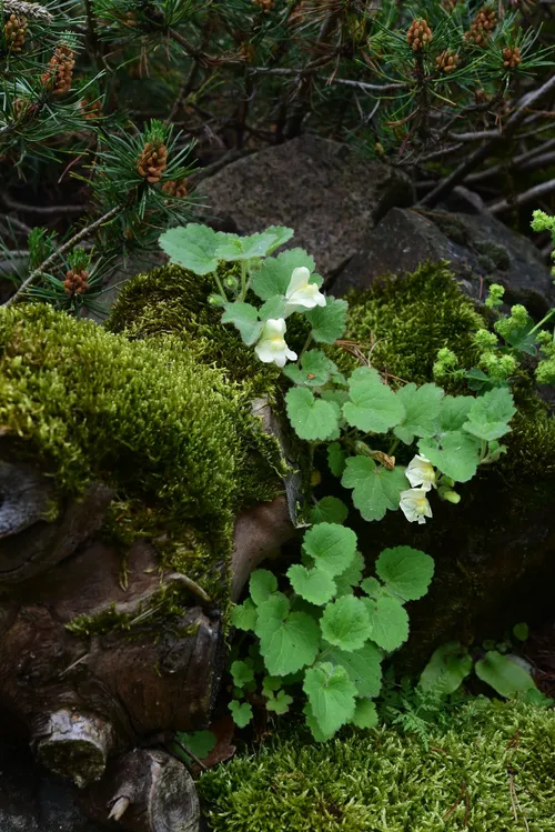 Kriechendes Lwenmaul (Asarina procumbens) - PictureThis