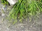 Carex alopecuroides