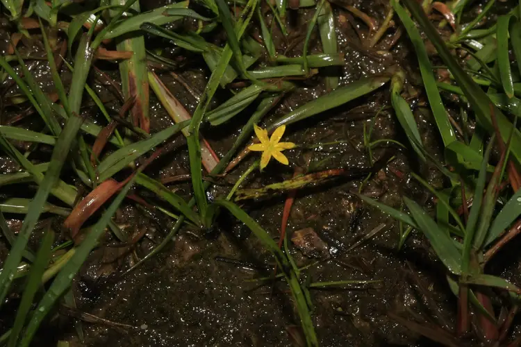 Golden star grass