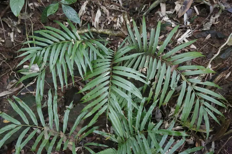 Plenasium vachellii