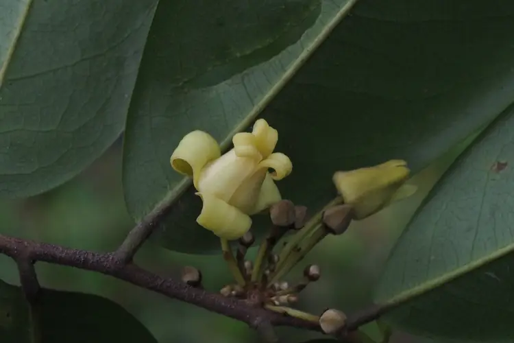 Alphonsea hainanensis
