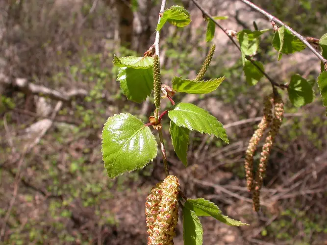 Betula pendula subsp. mandshurica