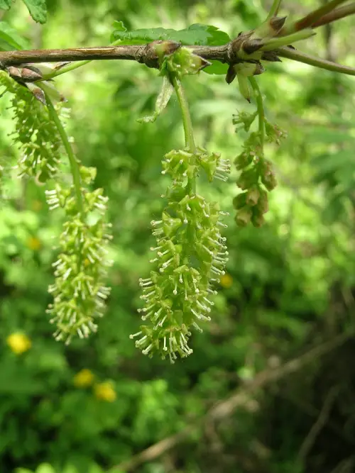 까치밥나무