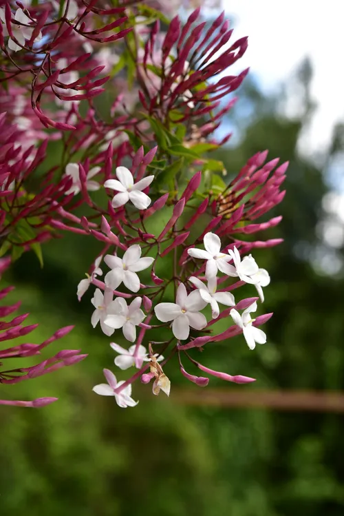 Duft-jasmin - Jasminum polyanthum (Pflege, Merkmale, Blume, Bilder)