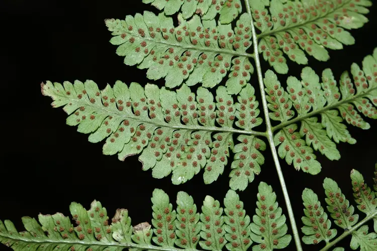 Dryopteris gymnophylla