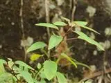 Triadica cochinchinensis
