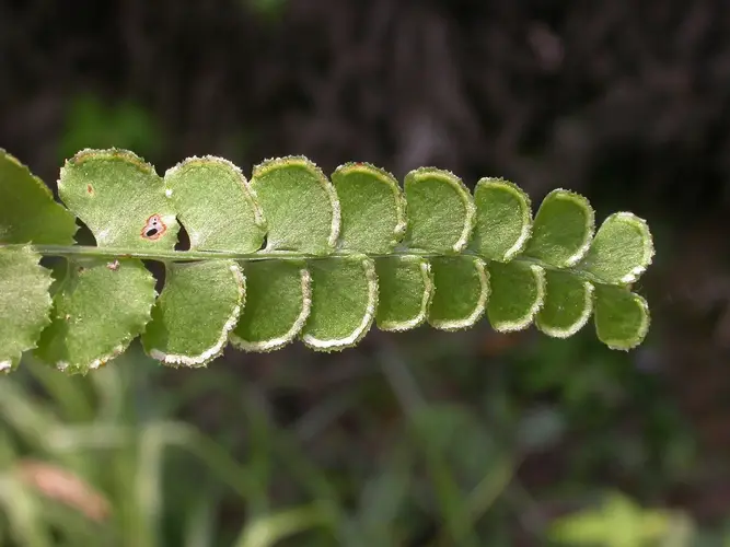 Lindsaea orbiculata