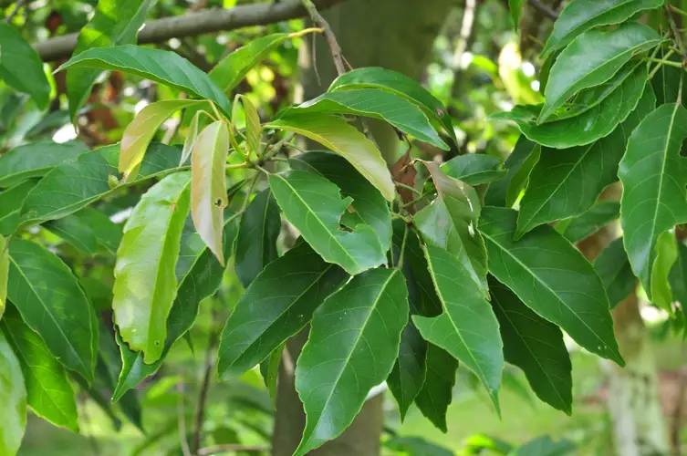 Ceylon olive