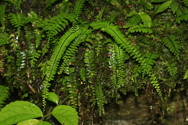 Rainforest spleenwort