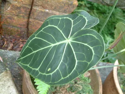 の*ら様 【斑入り!!】 Anthurium Crystallinum の*ら様 【斑入り!!】 Anthurium Crystallinum の*ら様 【斑入り