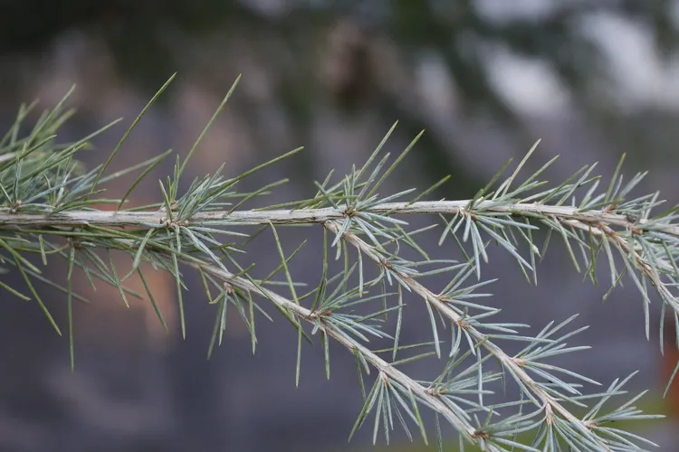 Himalaya-zeder - Cedrus deodara (Pflege, Merkmale, Symbolik, Bilder)