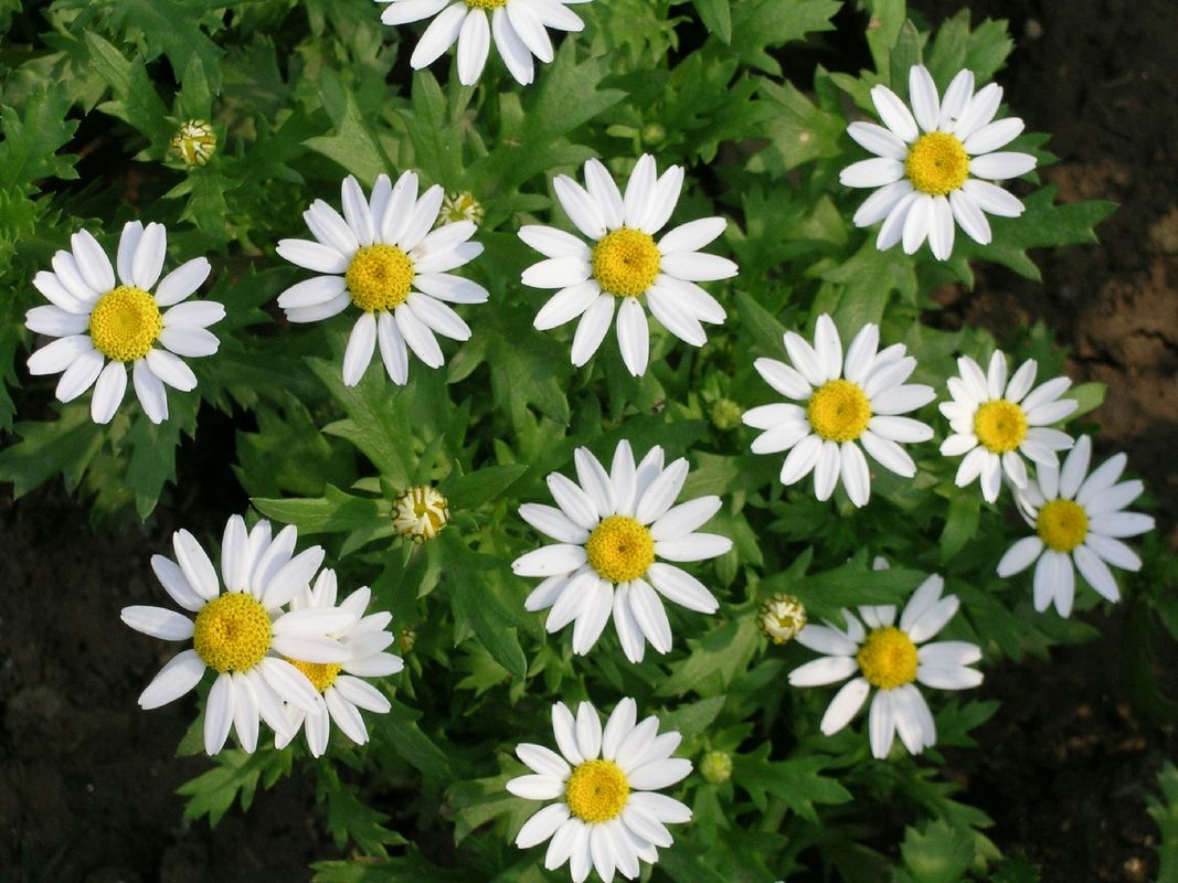 ¿Cuáles son los problemas comunes con Mauranthemum paludosum?