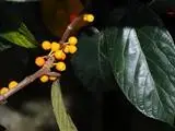 Shaggy leaf fig