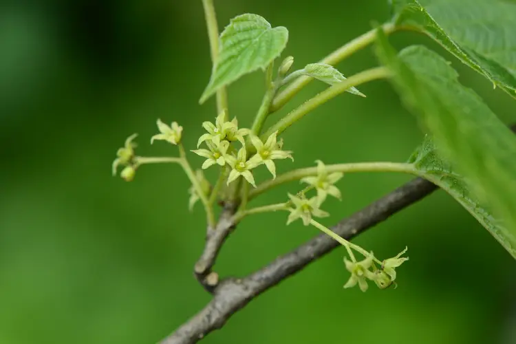 Hosiea sinensis
