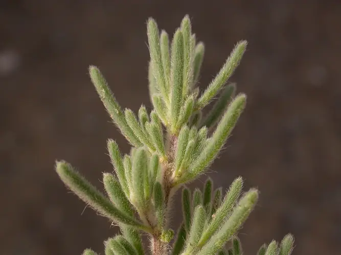 Grubovia dasyphylla