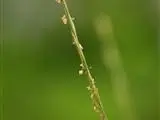 Asian fiveminute grass