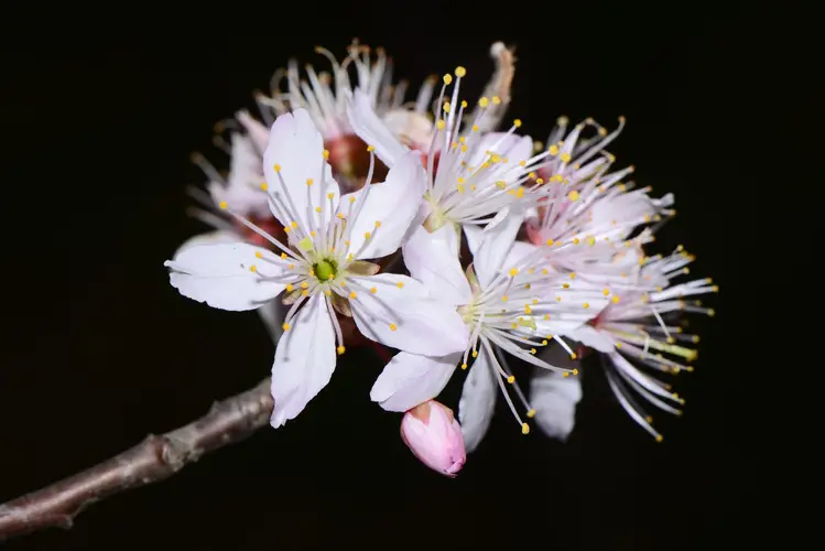 Fiore di ciliegio